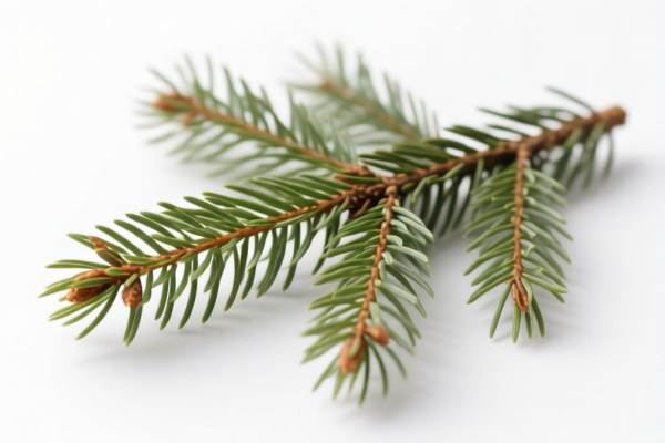Coniferous Twigs