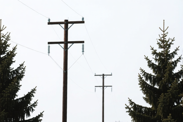Spruce Telephone Poles
