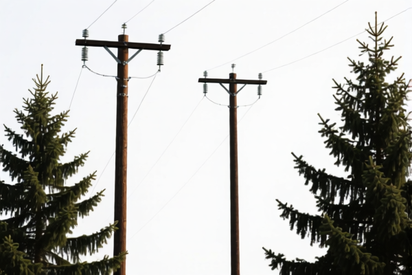 Spruce Untreated Poles