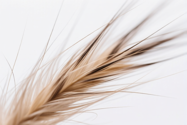 Fine animal hair for textile (not carded or combed)