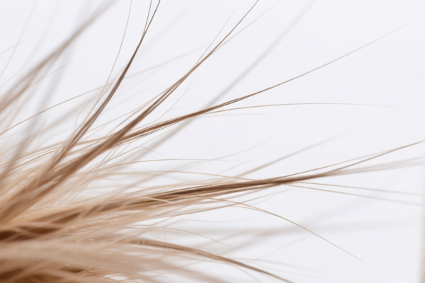 Fine animal hair for textile (not carded or combed)