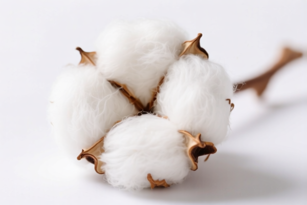 Image for Raw Cotton Fiber Under 19.05mm