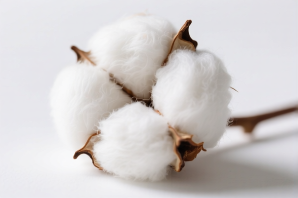 Image for Short Staple Cotton (Under 28.575 mm)