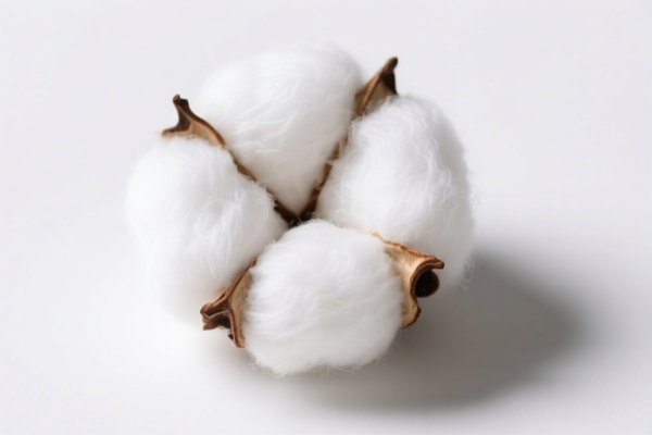 Image for Short Staple Cotton Filling