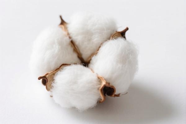 Image for Unbleached Short Staple Cotton