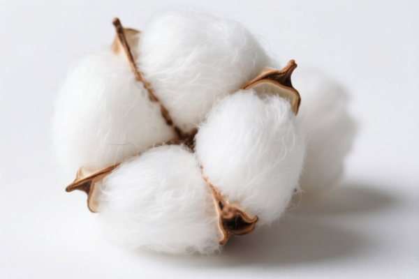 Image for Long Staple Cotton (Medical Grade)