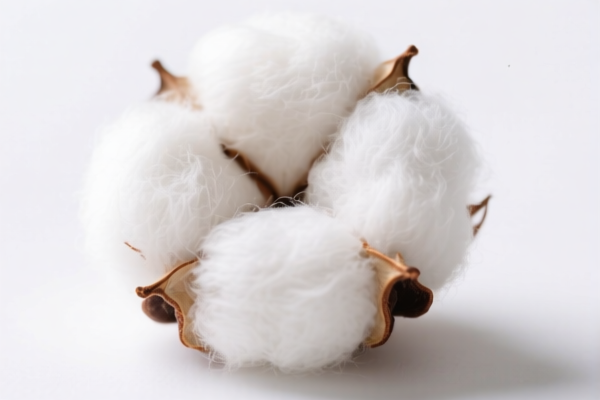 Image for Cotton Extraction Fine Long Fiber