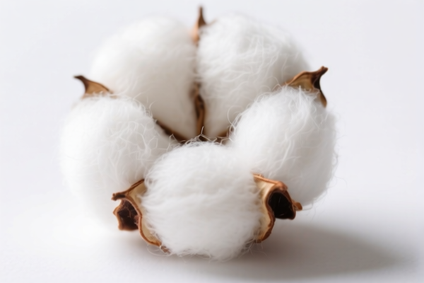 Image for Cotton Extraction Short Fiber