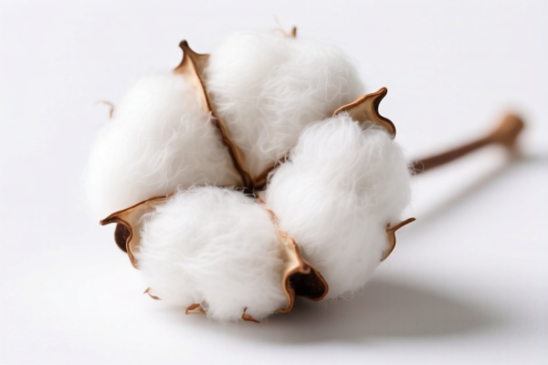 Image for Cotton Fibers (Research Grade)