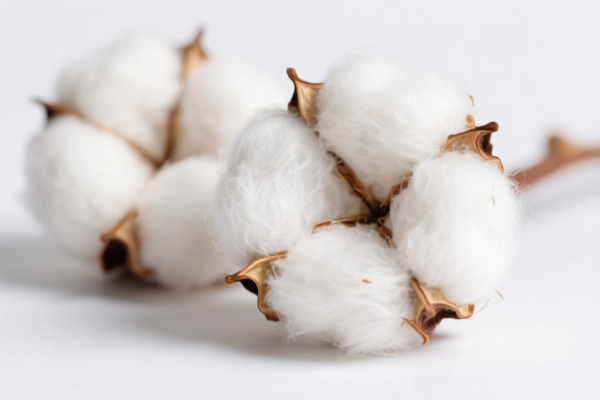 Image for Organic Cotton Fibers