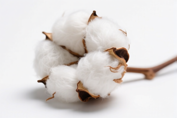 Image for Organic Cotton Fibers