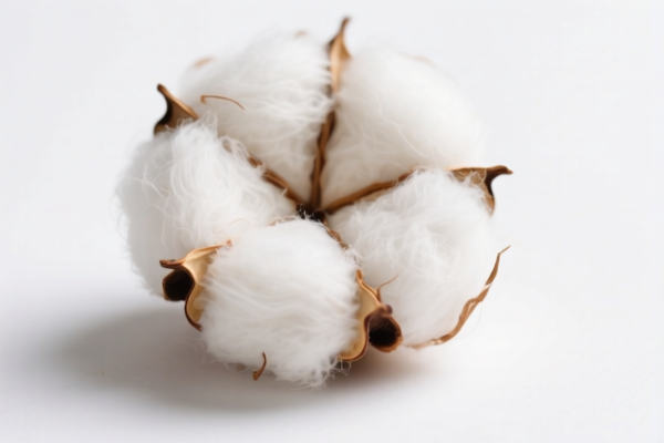 Image for Organically Grown Cotton Fibers