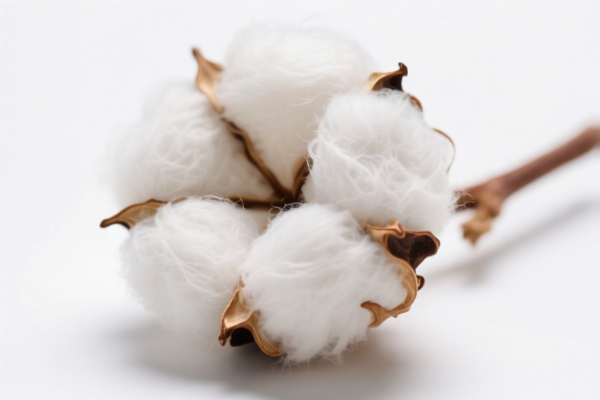 Image for Organically Grown Cotton Fibers