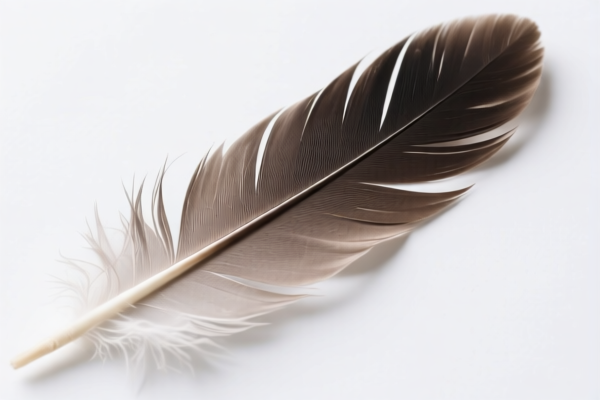 Bird Feathers