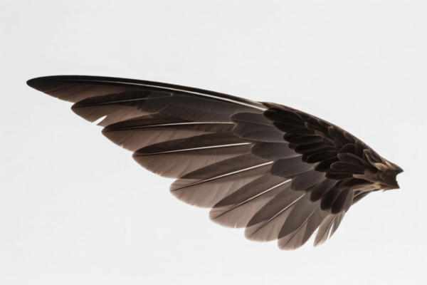 Tail Wing