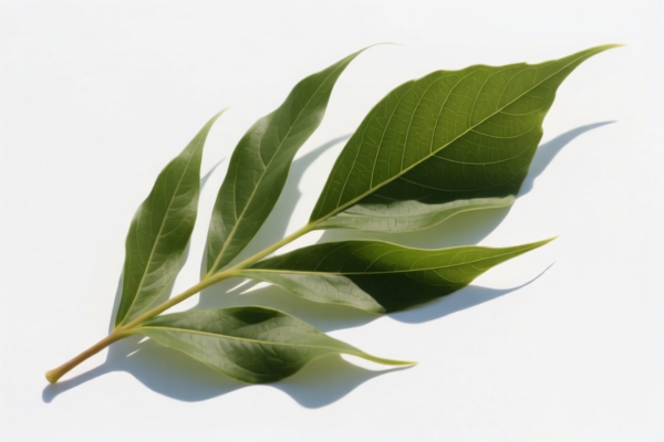 Image for wind leaf